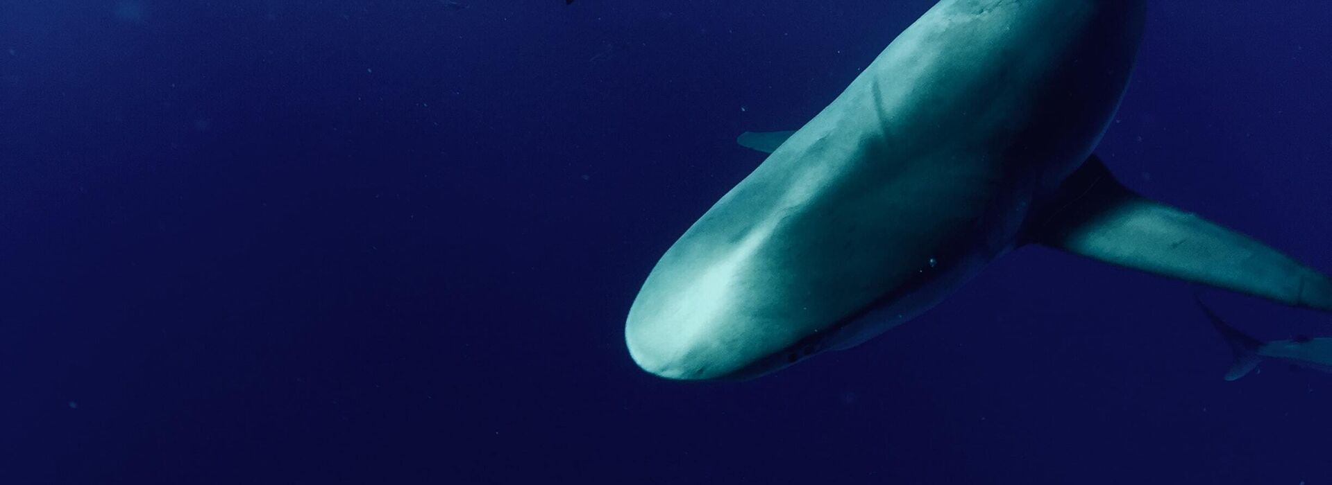 why-shark-finning-puts-ocean-water-quality-at-risk